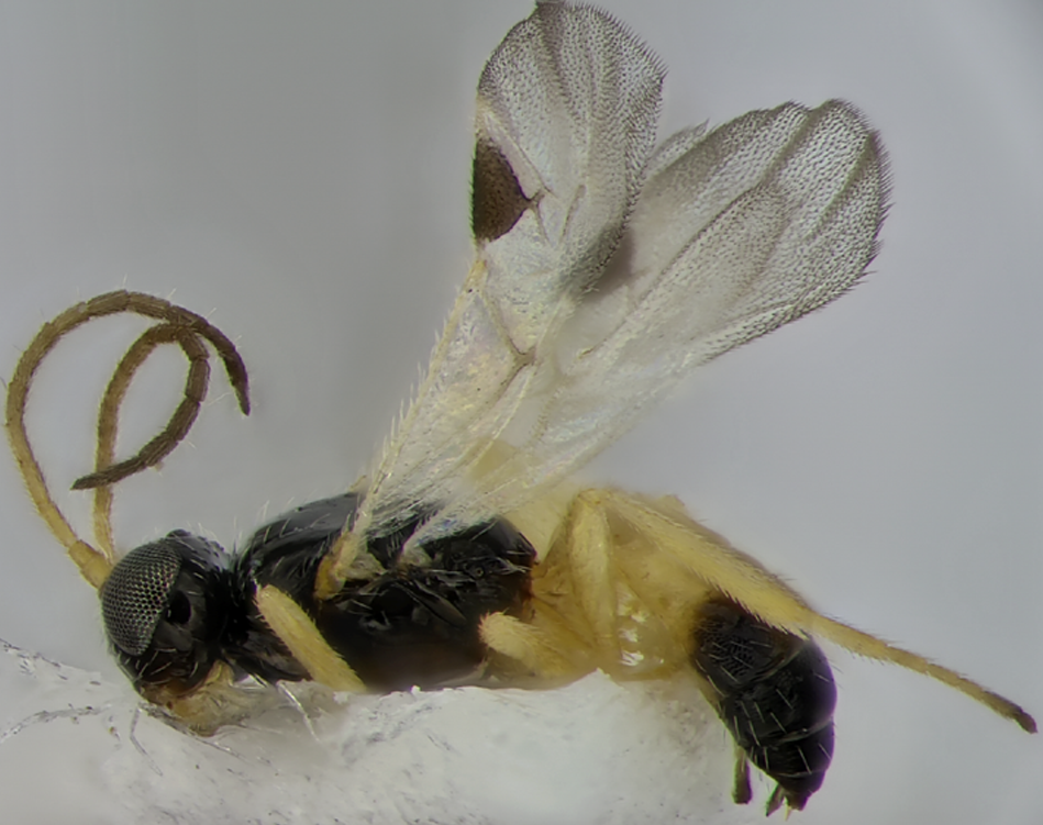 Gnamptodon avigail paratype, Israel