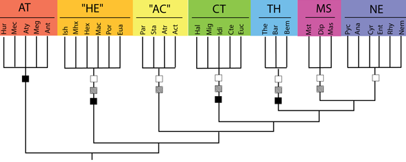 Opatova et al.’s (2020) cladogram of Mygalomorphae, modified after the new bothrial data