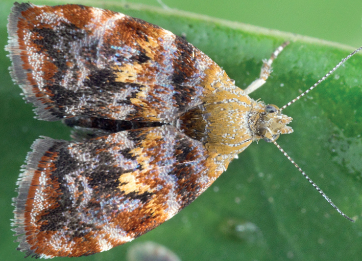 Metalmark moth Choreutis sexfasciella, Ramat HaSharon, Israel.