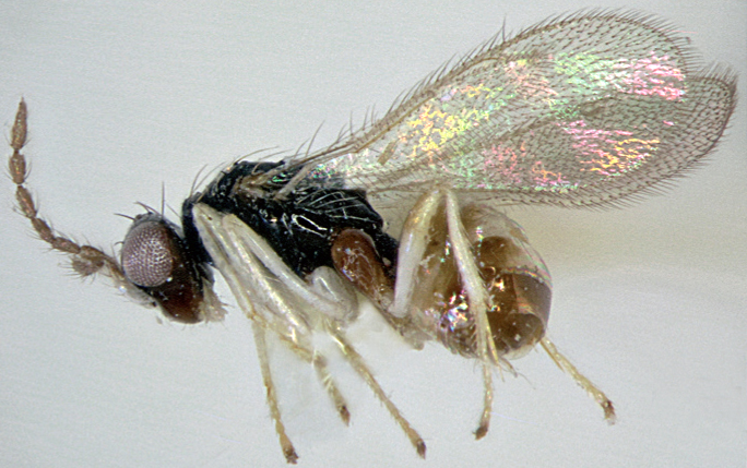 Female of Euplectrus brevisetulosus.
