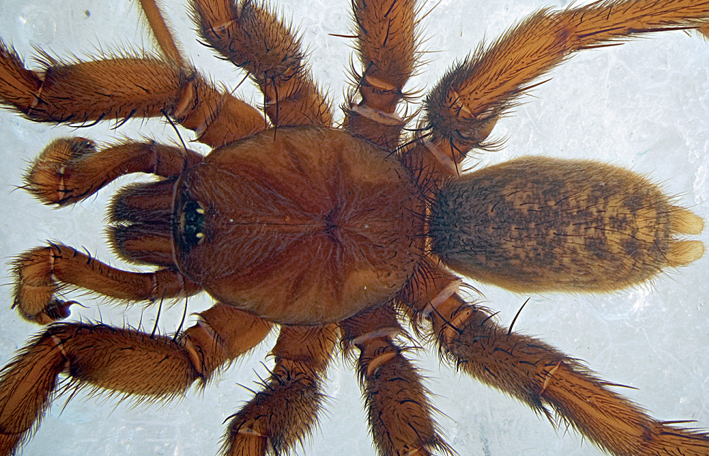 Male of Nemesia corsica spider.