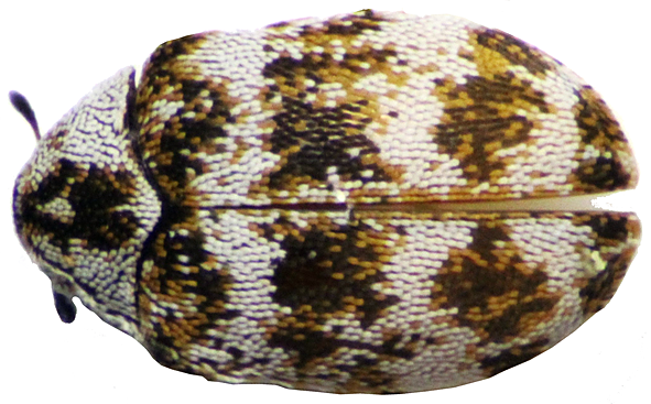 Female of Anthrenus coloratus
