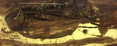 Cantharis navka from Rovno amber