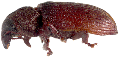 Carcilia siniaevi, China