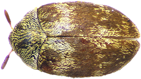 Habitus of Anthrenus flavidus male