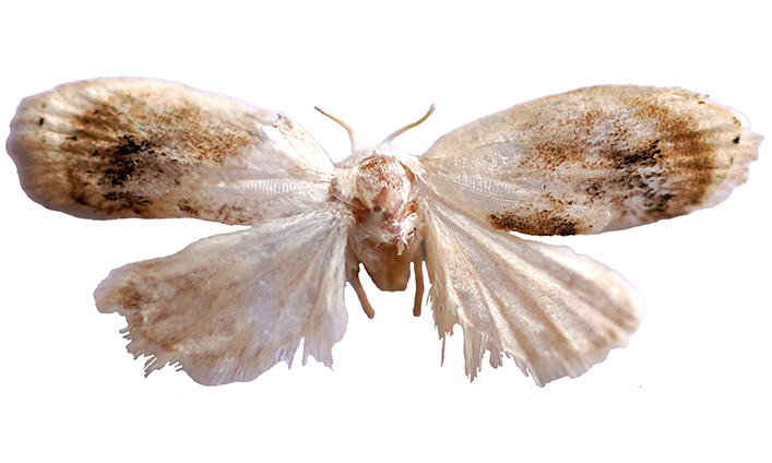 Habitus of the male holotype of the new species Tospitis indica