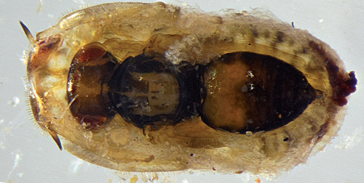 Female of Tamarixia bicolor inside a parasitized 5th instar immature of Heterotrioza sahlbergi.