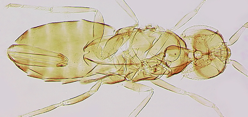 The female holotype of the new species Aphelinoidea gerlingi.