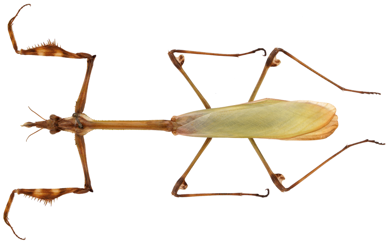 Empusa fasciata, Jerusalem, 14.x.1965, female habitus, dorsal view
