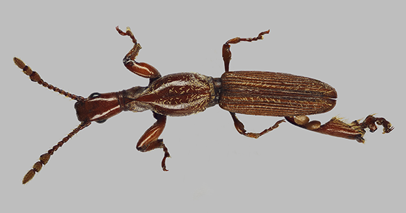 Diastrophocoleps ayalae sp. n. from the Democratic Republic of the Congo