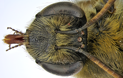 The head of a new species Andrena igali from Thailand